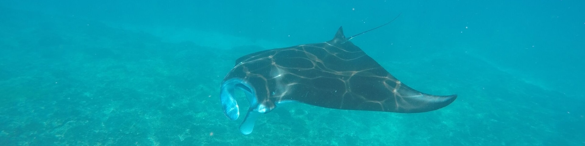 Scuba diving with the majestic manta rays in Bali, Indonesia.
We went with https://neptunedivingbali.com