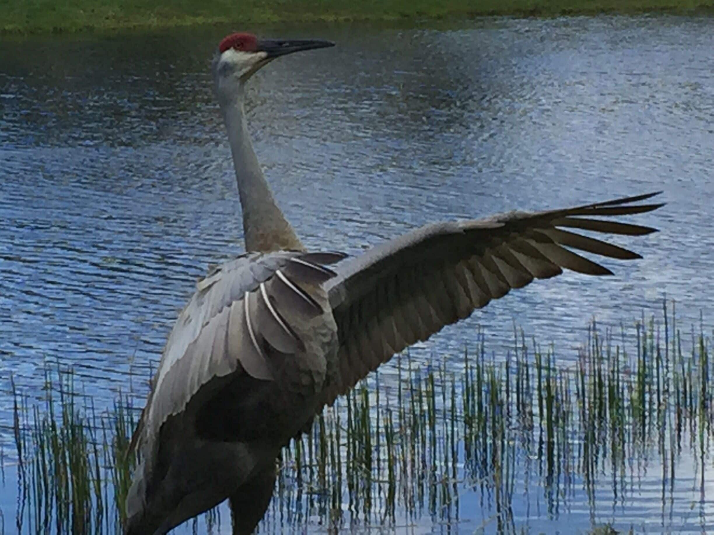 Sandhill Crane visiting my backyard. I was lucky enough to get him stretching his wings. 