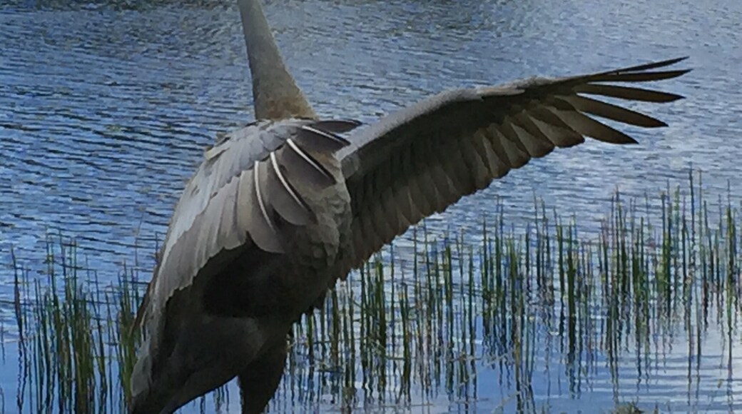 Sandhill Crane visiting my backyard. I was lucky enough to get him stretching his wings.
