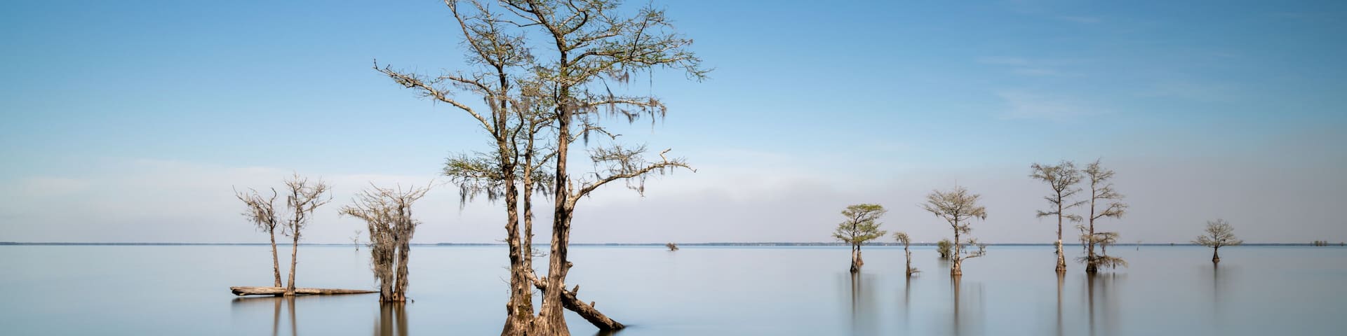 panorama view of lone cypresses in the calm waters of Lake Moultrie in South Carolina