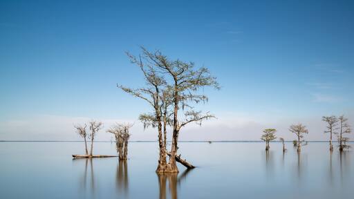 panorama view of lone cypresses in the calm waters of Lake Moultrie in South Carolina