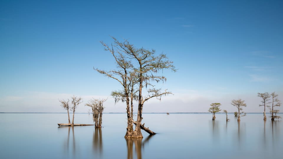 A calm lake with several trees standing in the water.