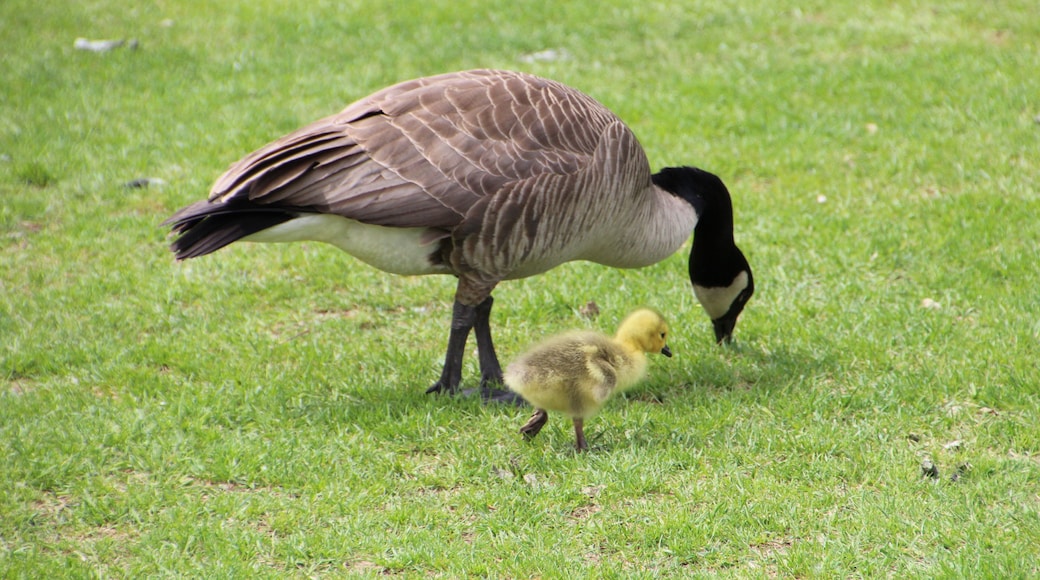 Gosling With Mother Goose, William Hawrelak Park, Edmonton, Alberta