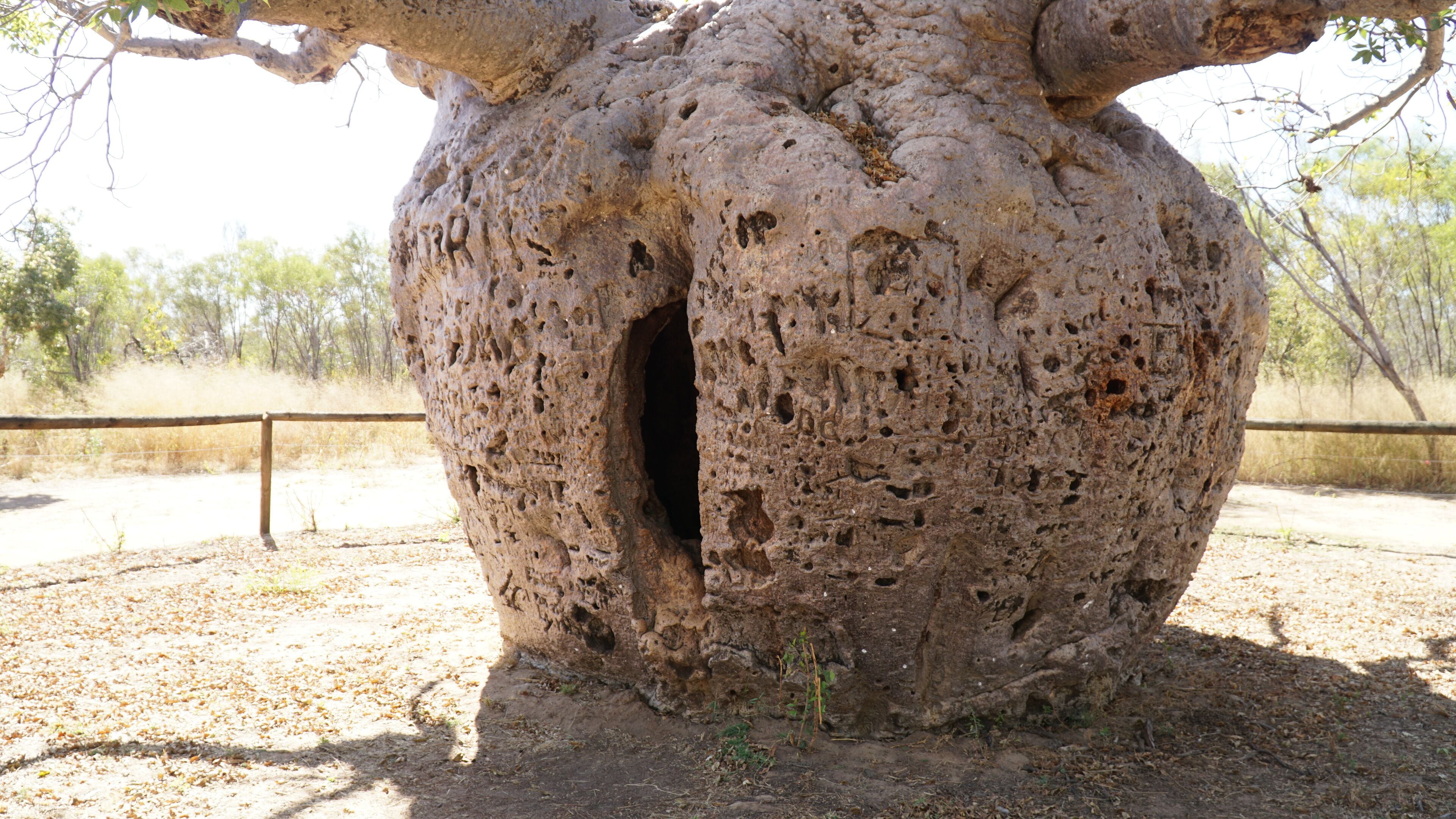 Boab Prison Tree in the arid landscape near Derby, Western Australia.