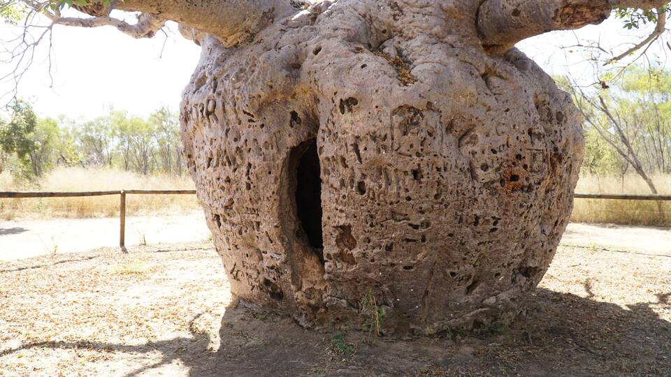 Boab Prison Tree in the arid landscape near Derby, Western Australia.