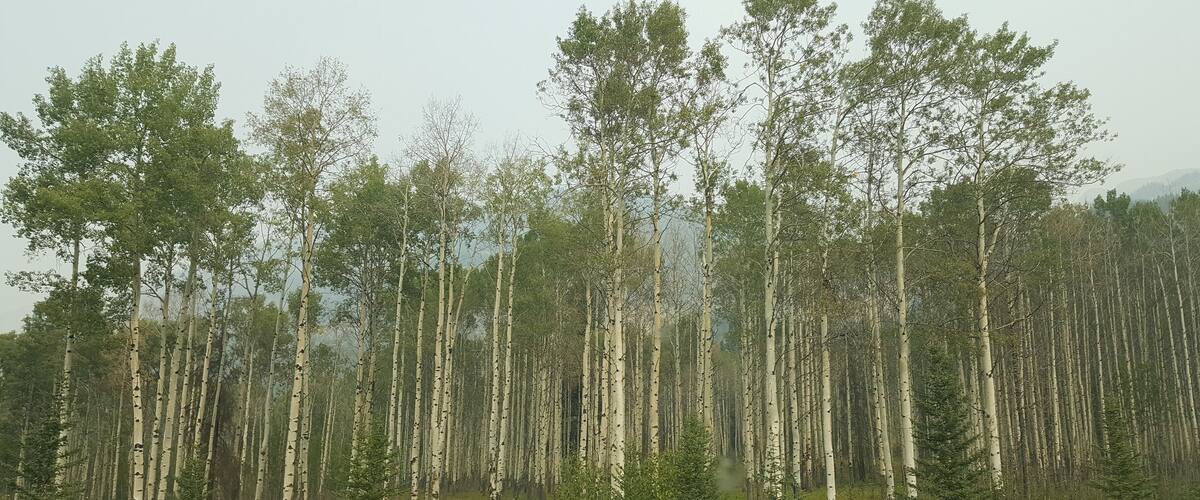 Aspen trees in Banff Canada.  #lifeatexpedia