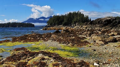 A rocky shoreline with green algae, a forest, and a mountain in the distance.