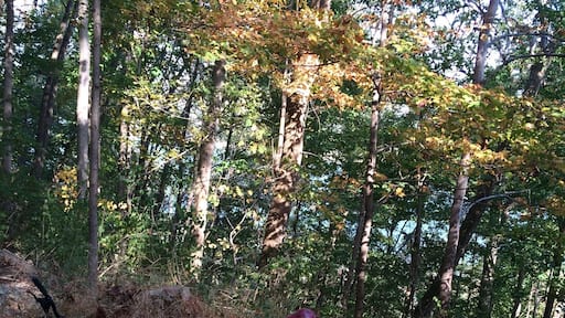 Strange mushroom on the mt biking trails