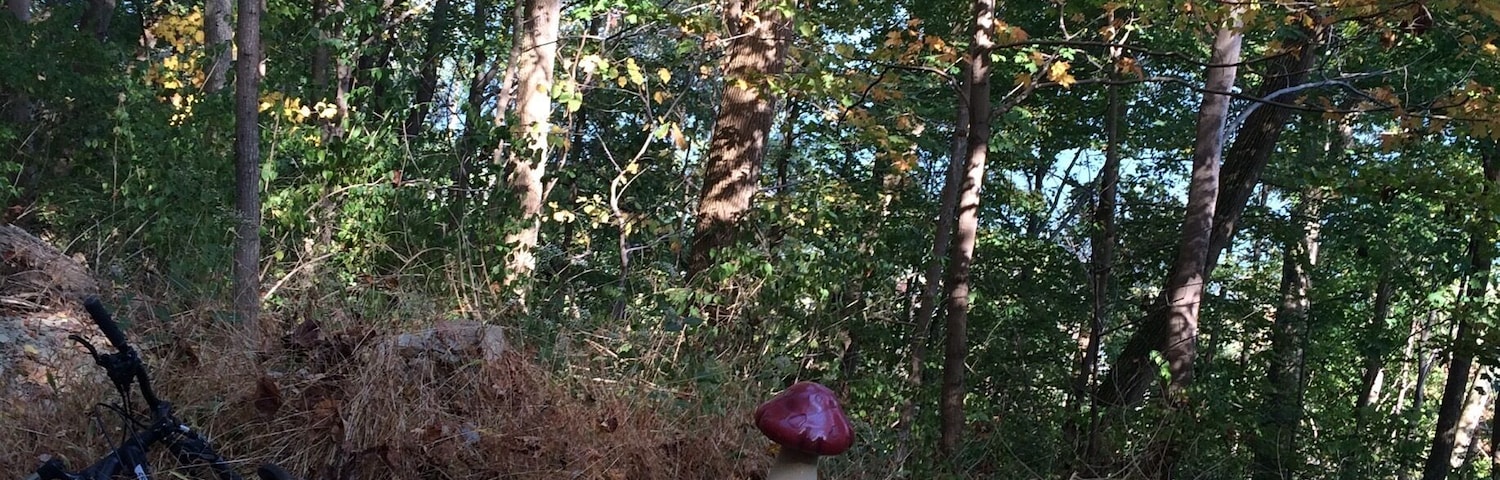 Strange mushroom on the mt biking trails