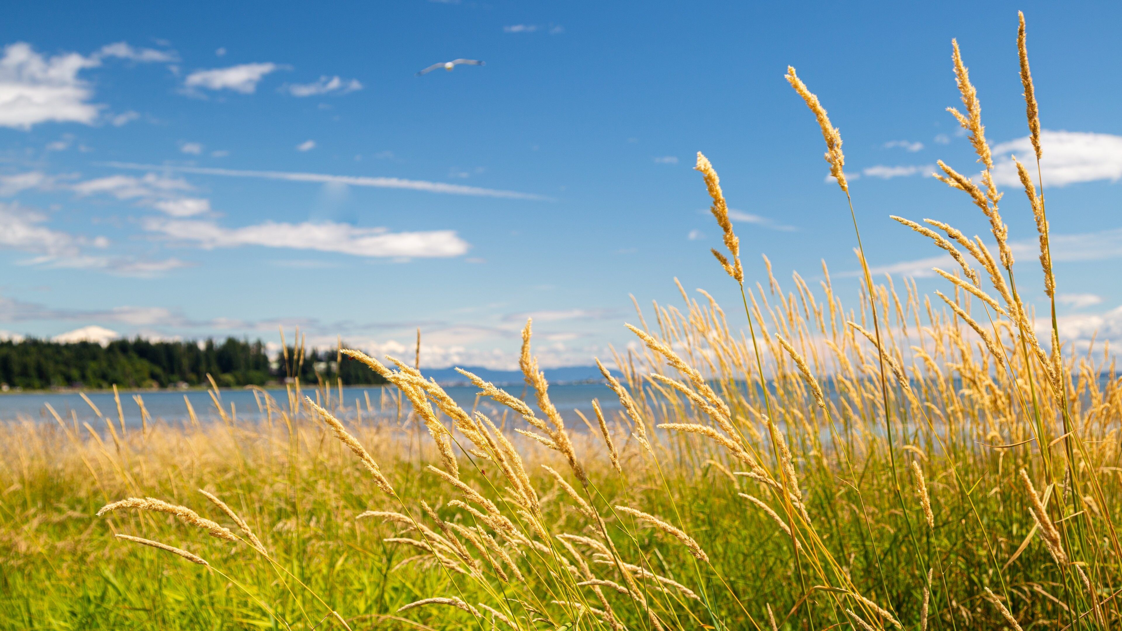 Courtenay showing general coastal views and wildflowers