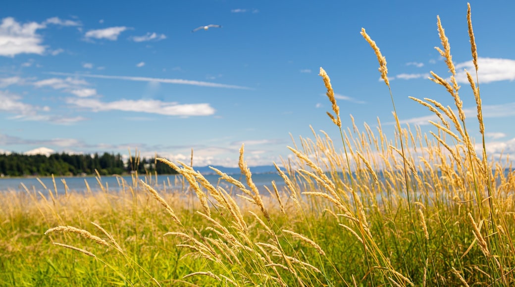 Courtenay showing general coastal views and wildflowers