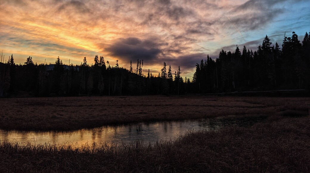 Early morning at Paradise Meadows trails starts at Raven lodge mount Washington very easy walk all boardwalk.