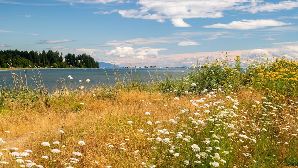 A lake with white flowers and yellow flowers in the foreground, surrounded by trees and a clear sky.