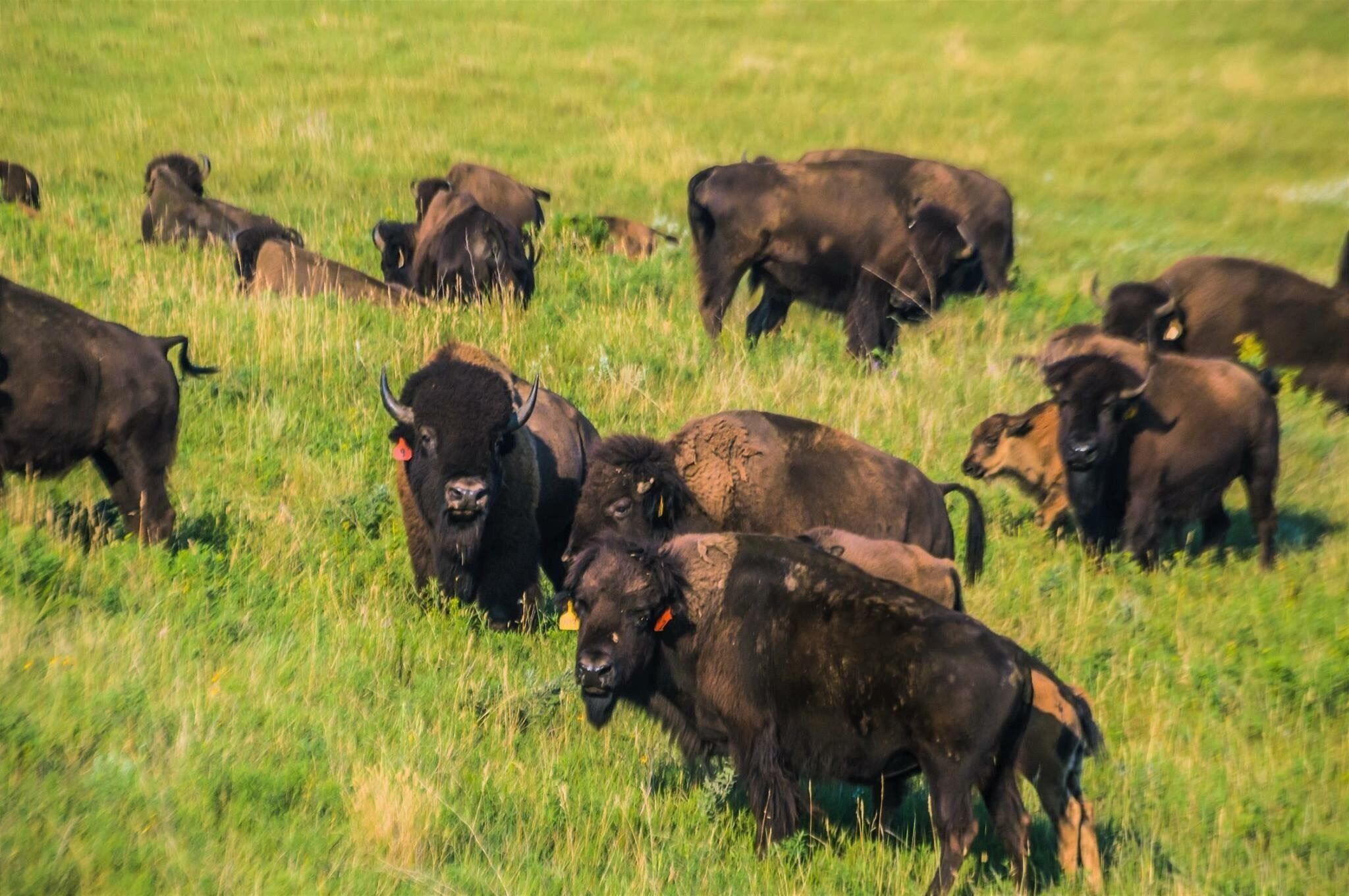 Calf season during my stay