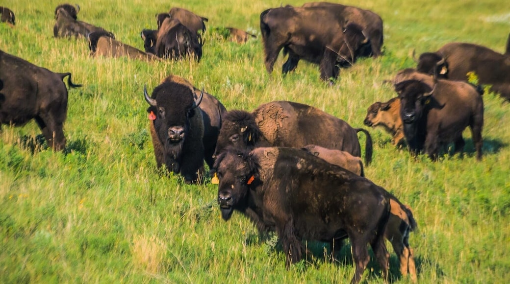 Calf season during my stay