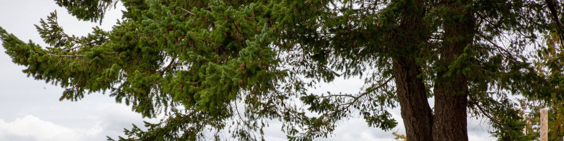 Shoreline of Smelt Bay on Cortes Island