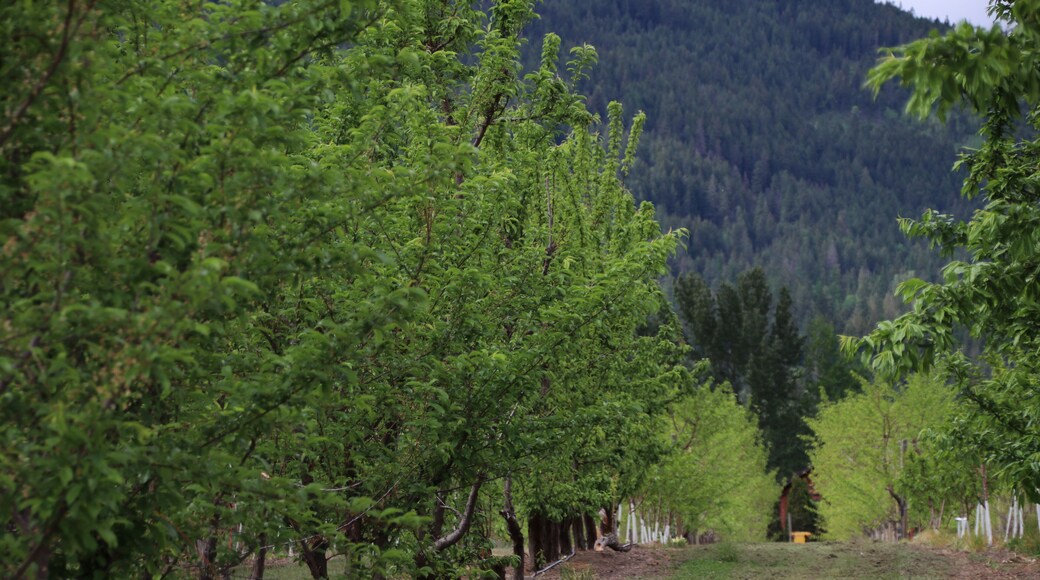 Meanwhile, the apple trees in the Kootneys are eager to bear fruit.