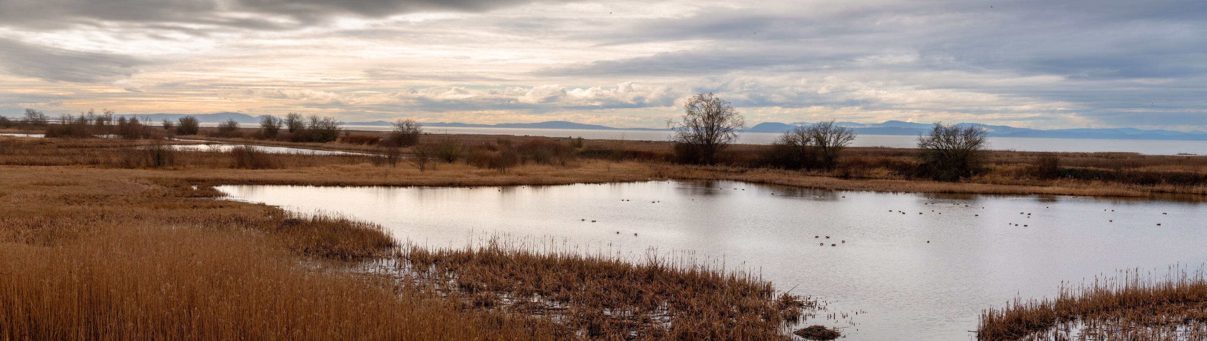 George C. Reifel Migratory Bird Sanctuary. The marshlands are home to migratory bird species and a popular travel destination for birders and nature lovers. British Columbia, Canada. 