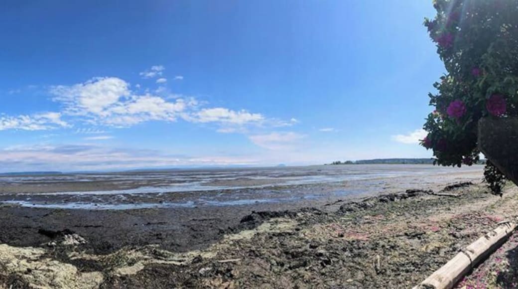 piy stop before checking into my airbnb 🌺🦋 #vancouver