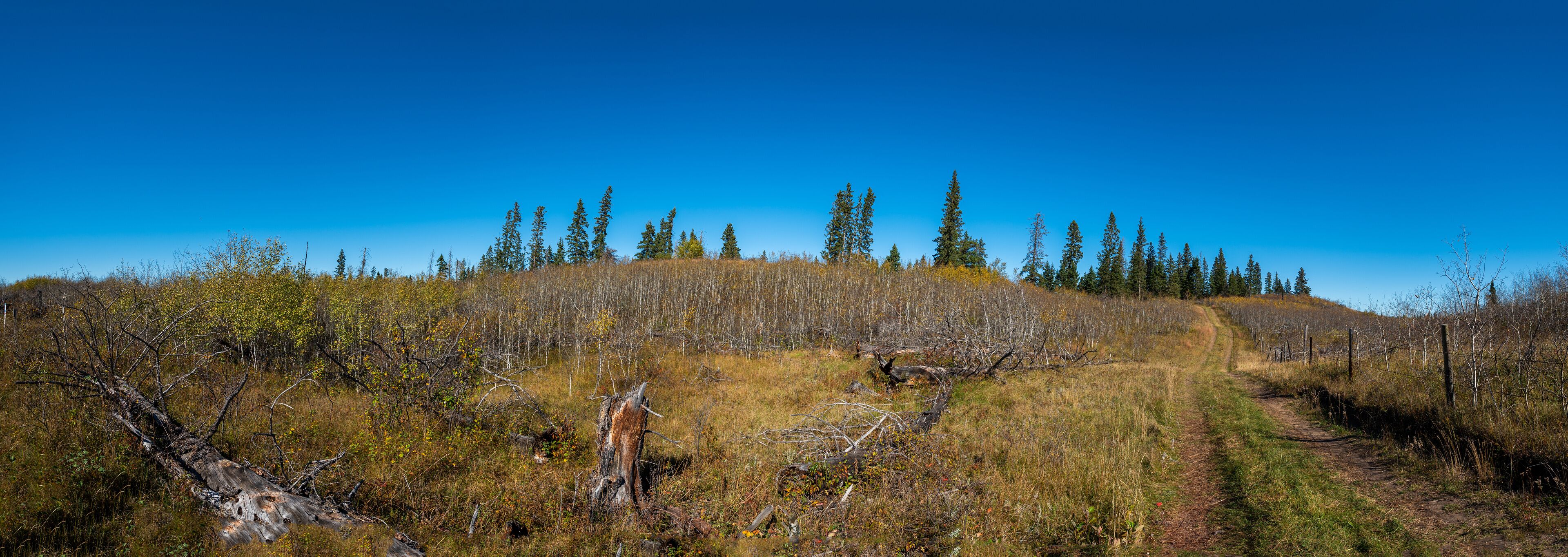 Autumn in the Saskatchewan forest