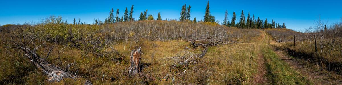 Autumn in the Saskatchewan forest