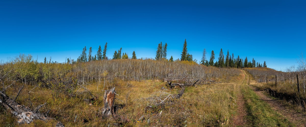 A forested hillside with a dirt path leading up.