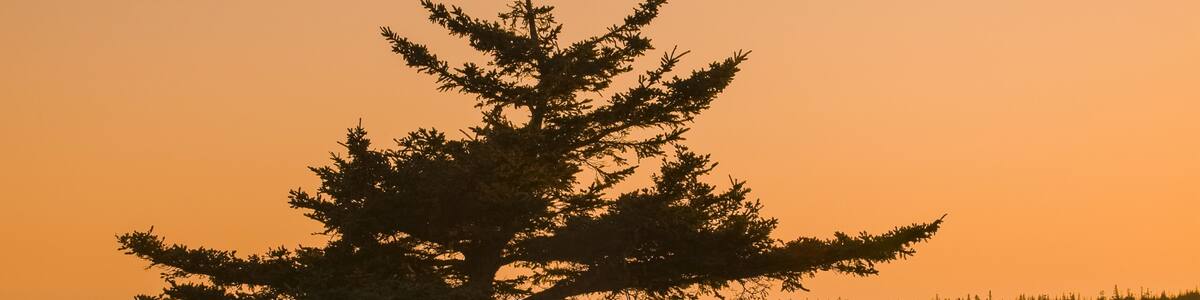 A sunset over a lake with a coniferous tree and two people sitting at a table.