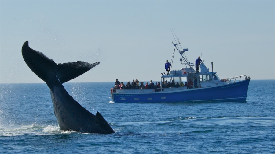 Digby which includes marine life and boating as well as a large group of people