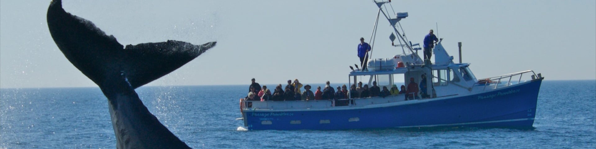 Digby fasiliteter samt sjøliv og båter i tillegg til en stor gruppe med mennesker