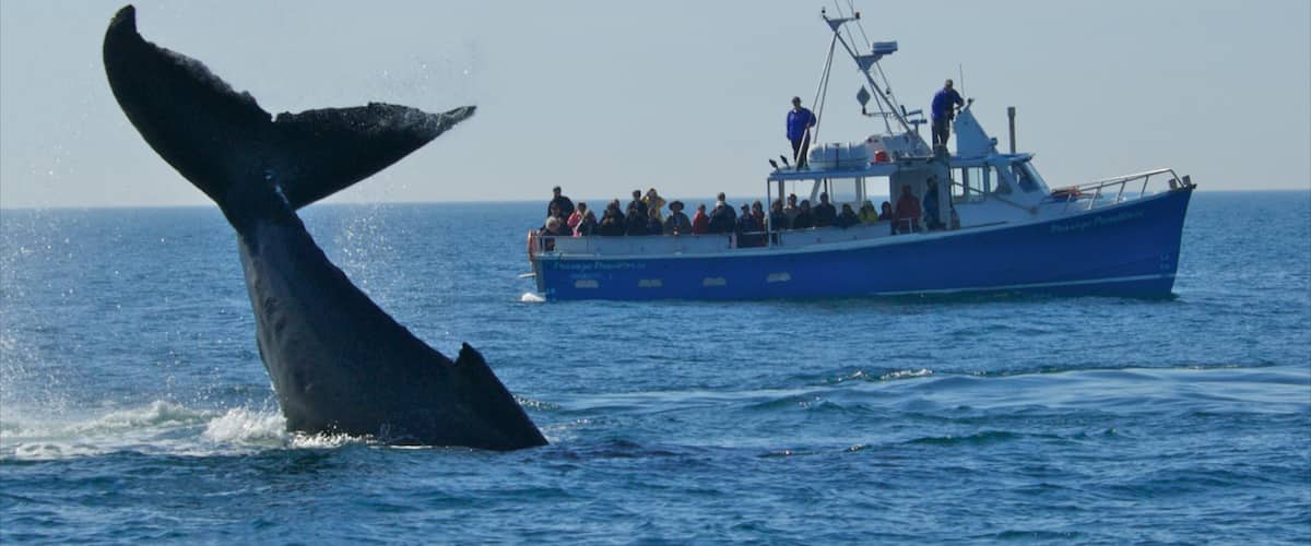 A whale tail above the water with a boat and people on it.