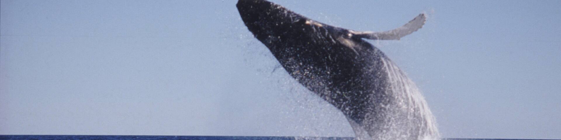 A whale breaching the ocean surface.