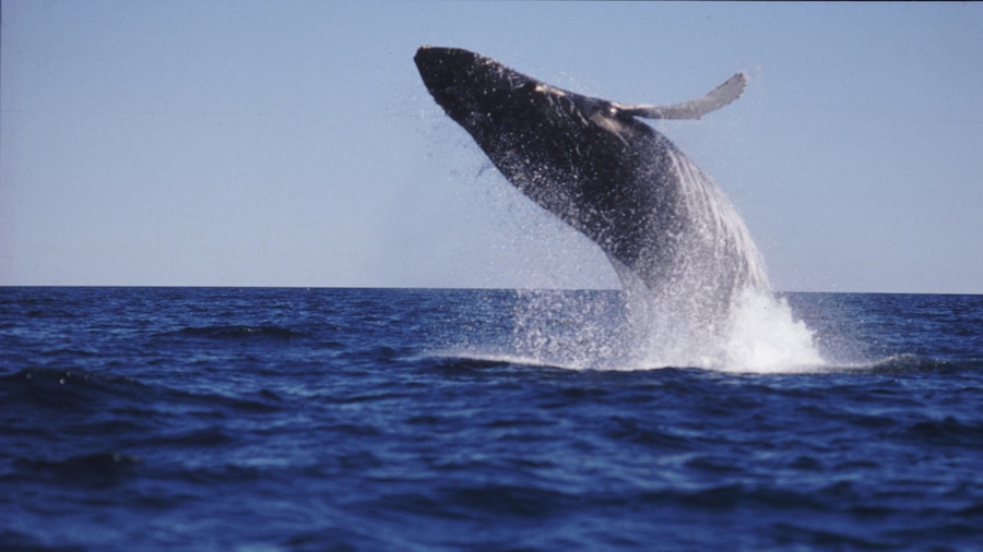 Digby showing marine life