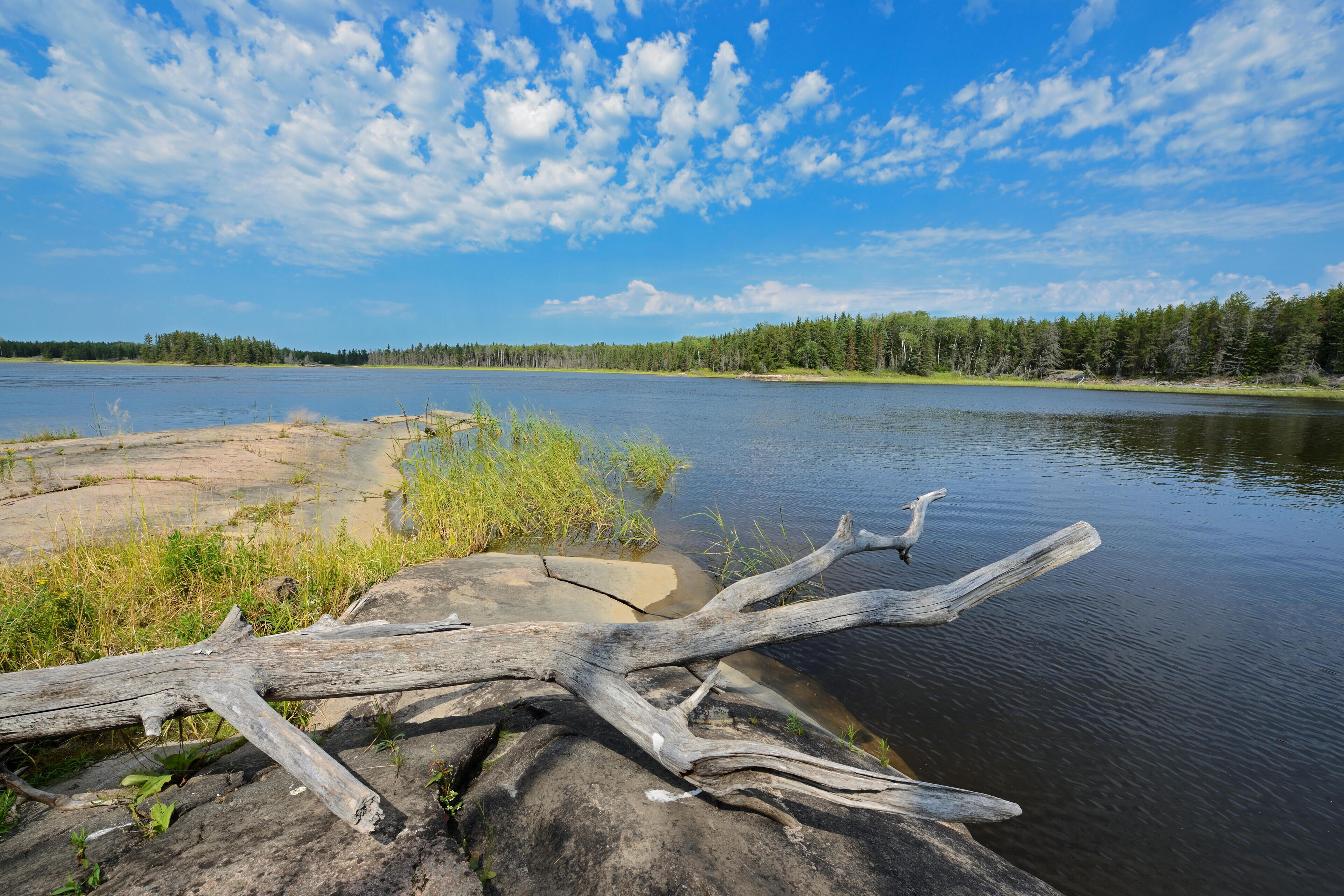 A calm lake with a fallen tree trunk in the foreground, surrounded by a forest and a clear blue sky.