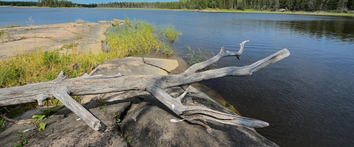 A calm lake with a fallen tree trunk in the foreground, surrounded by a forest and a clear blue sky.