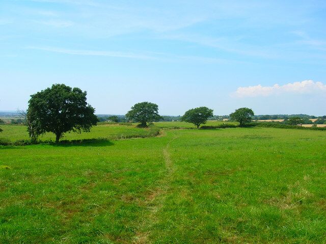 Field Boundaries Oaks and small hedges marking the borders of fields between Flowers Green and Butlers Lane.
