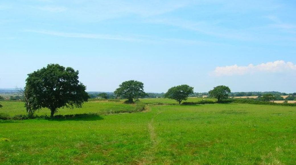 Field Boundaries Oaks and small hedges marking the borders of fields between Flowers Green and Butlers Lane.