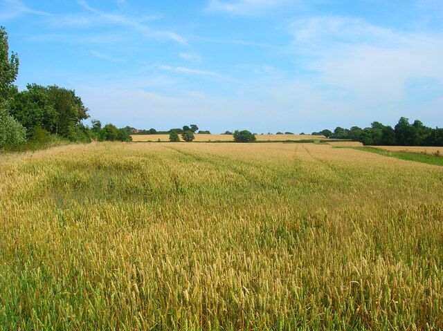 Ripening Corn Taken from the point where the footpath from Beacon Green turns south towards Smokey Pond. The green line dividing the two fields marks the course of Wartling Road.
