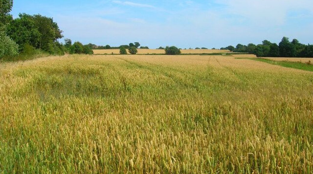 Ripening Corn Taken from the point where the footpath from Beacon Green turns south towards Smokey Pond. The green line dividing the two fields marks the course of Wartling Road.