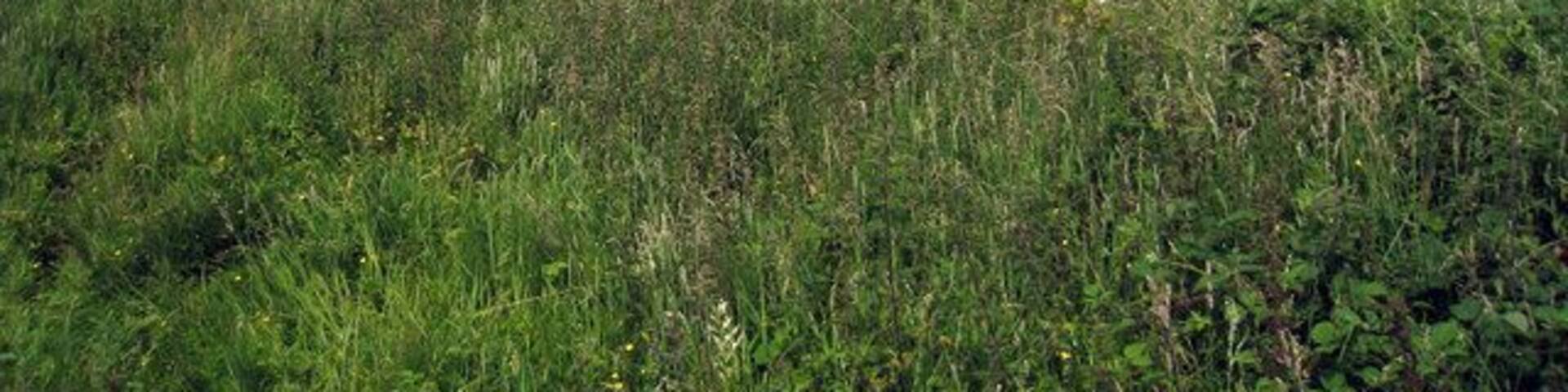 Footpath to Boreham Street