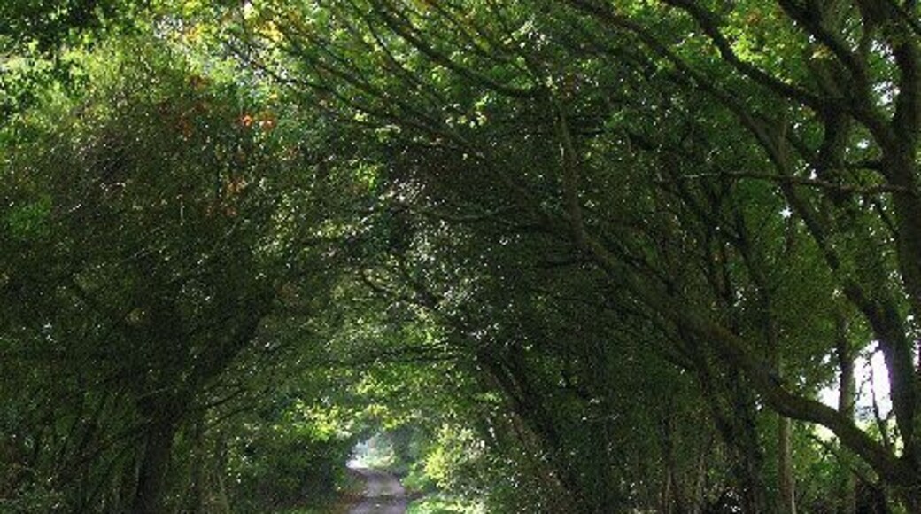 Sheepcote Lane, near Chalvington. Looking south just beyond Mount Pleasant Farm. This is the same lane from TQ5411.