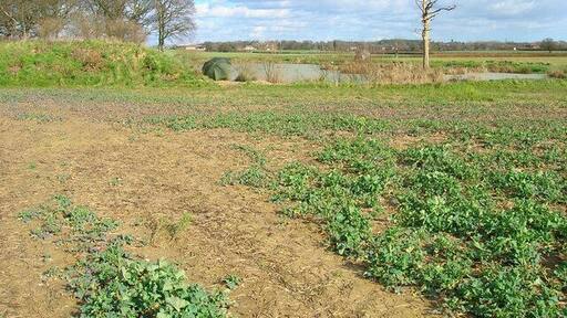 Belfry Coarse Fishery The fishery contains two ponds and was well populated by anglers on a nice sunny day like today. The umbrellas give an idea which direction the wind was blowing. The buildings of Hellingly can be seen in the distance.