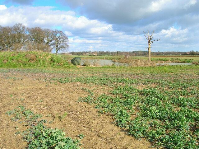 A field with young crops, a pond, and a leafless tree.