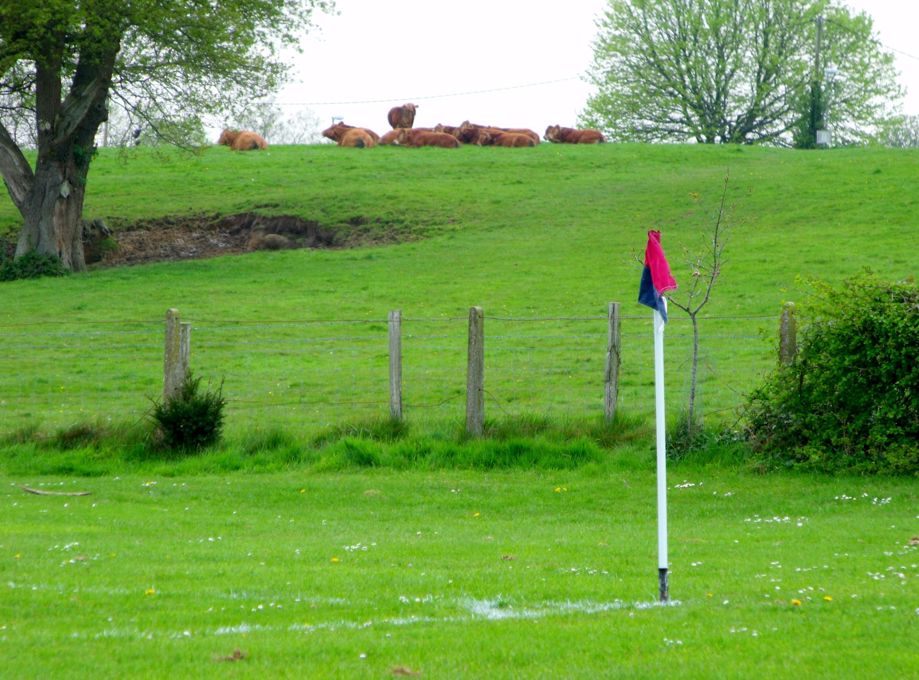 Flag and cattle.
