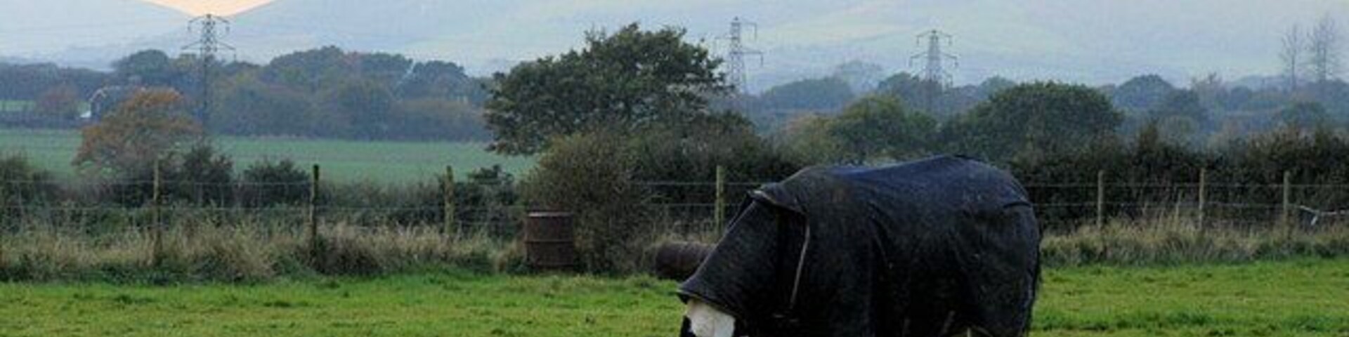 Una vaca pastando en un campo verde con colinas y árboles al fondo.