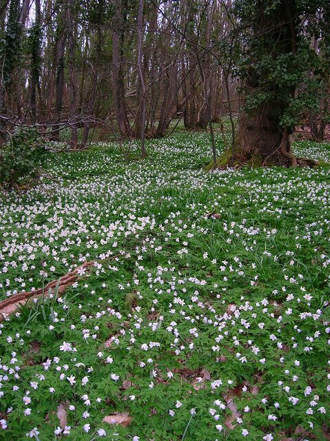 Wood Anemones, Wartling Wood Carpeting the floor of the wood at this point. One or two bedraggled bluebells were also making an appearance in some areas.