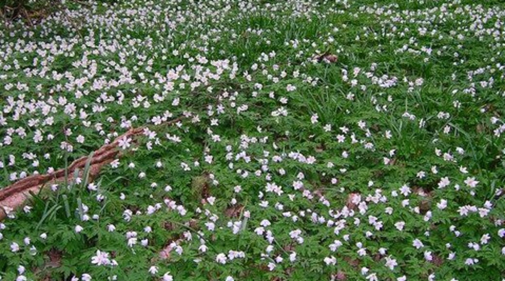 Wood Anemones, Wartling Wood Carpeting the floor of the wood at this point. One or two bedraggled bluebells were also making an appearance in some areas.