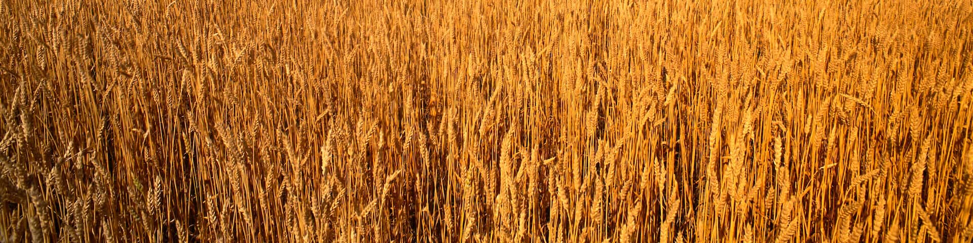 Wheat Field Near Rosetown, Saskatchewan Canada