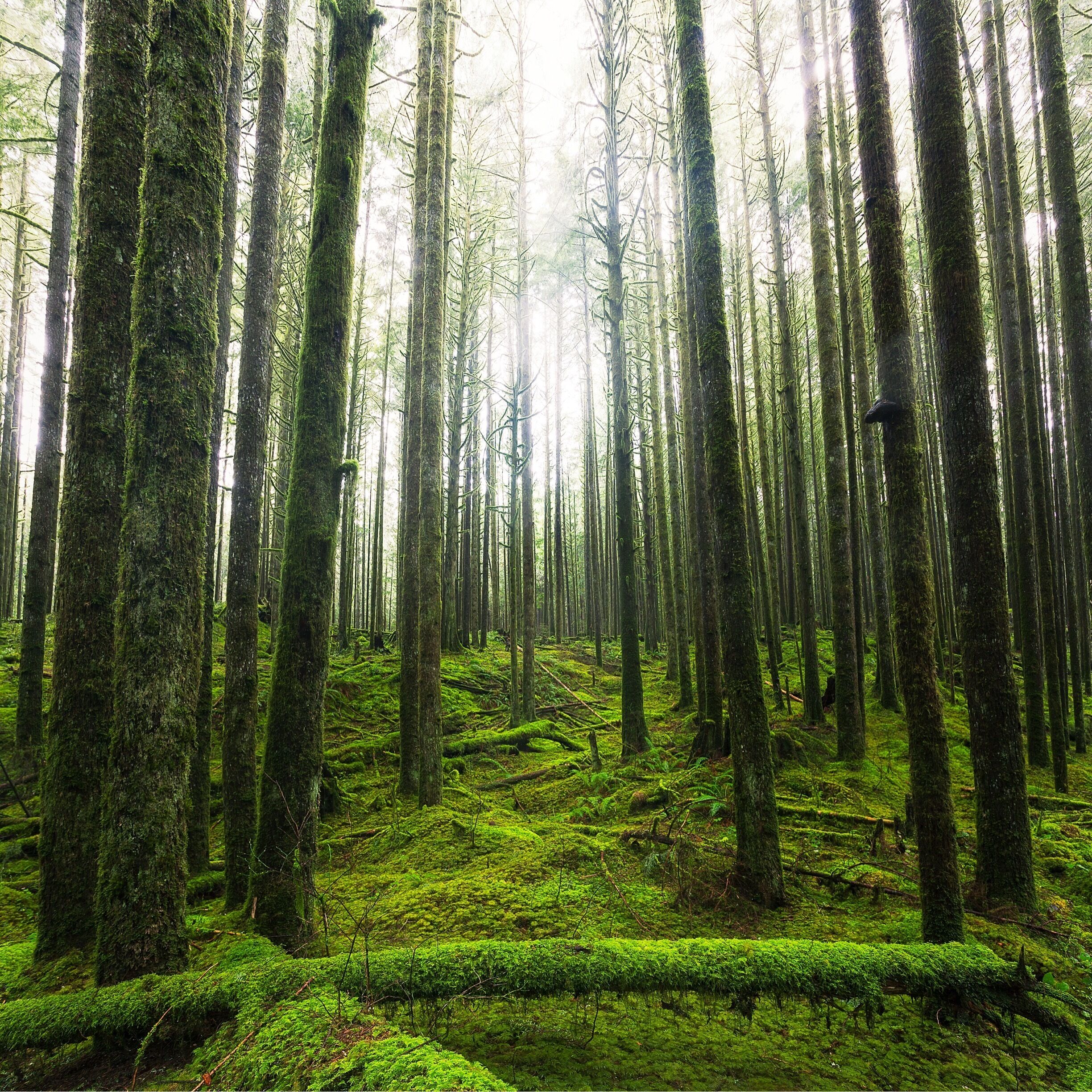 This is from the Spirea Nature Trail in Golden Ears Provincial Park in British Columbia, Canada. 

The unique forest floor here is covered in bright green moss. 

There are multiple trails and even a trail that connects to Alouette Lake. 