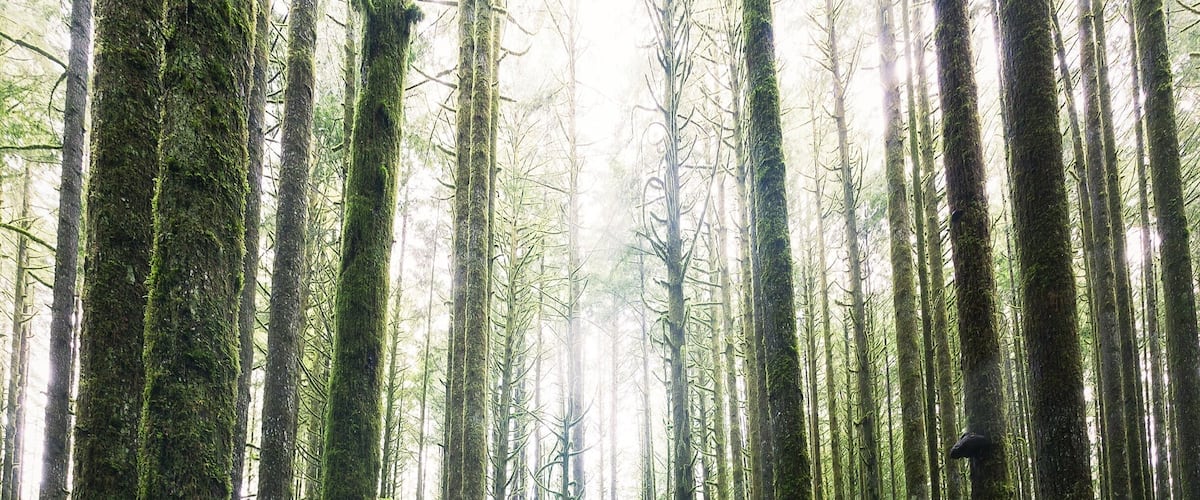 This is from the Spirea Nature Trail in Golden Ears Provincial Park in British Columbia, Canada. 
The unique forest floor here is covered in bright green moss. 
There are multiple trails and even a trail that connects to Alouette Lake.