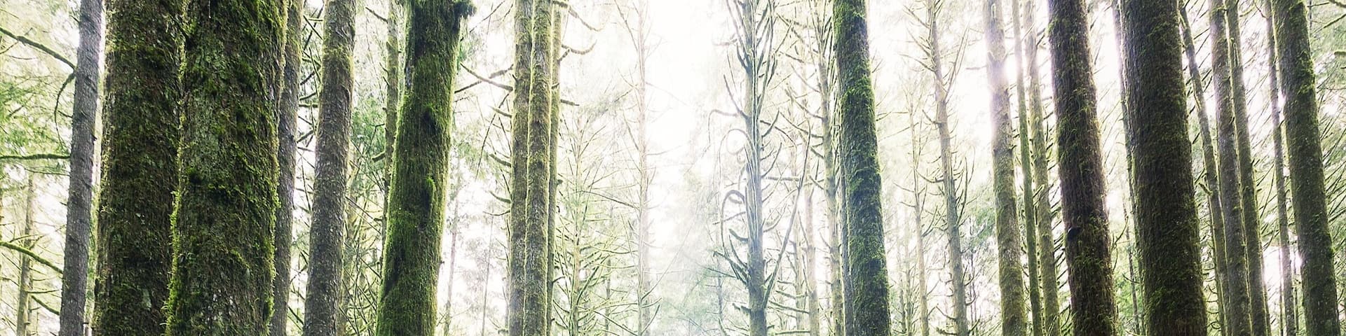 This is from the Spirea Nature Trail in Golden Ears Provincial Park in British Columbia, Canada.
The unique forest floor here is covered in bright green moss.
There are multiple trails and even a trail that connects to Alouette Lake.